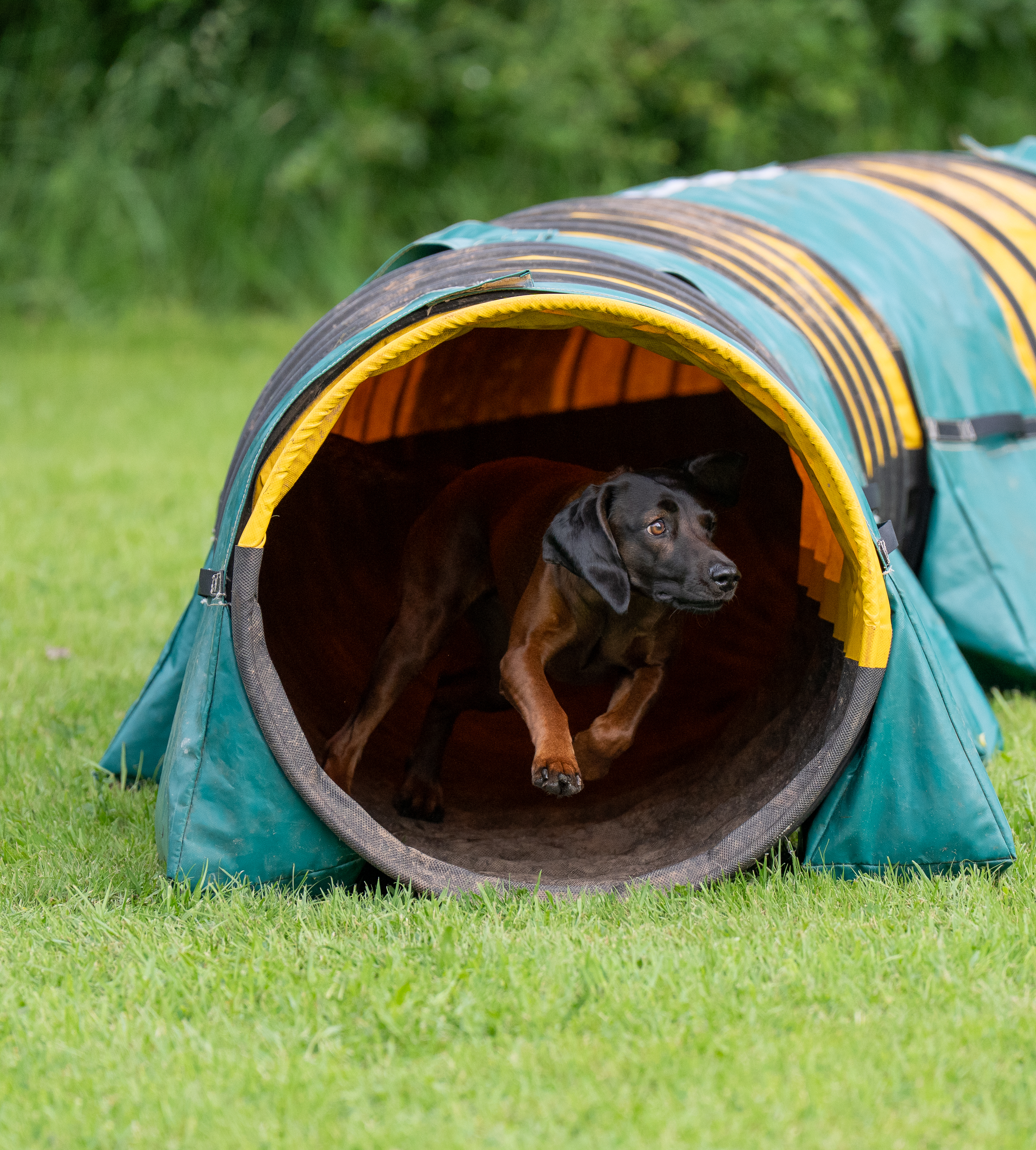 Agility Team Eifel – Training