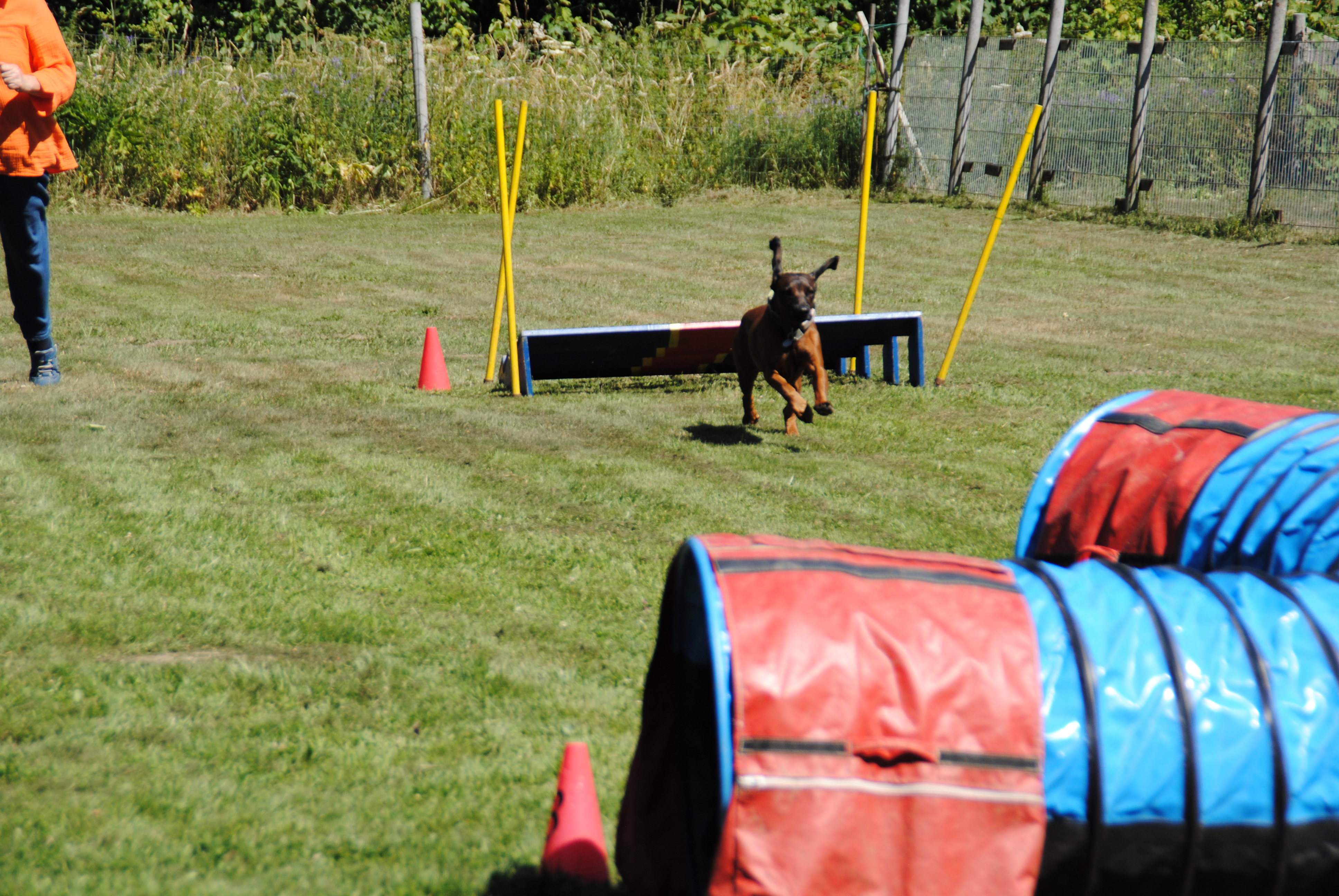 Agility Team Eifel – Hundesport